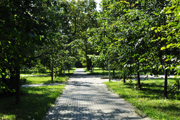 Panorama of the city square. View of the path of the square, lined with stone. Green trees. Summer sunny day.