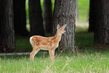 Side profile of a fawn in the grass.