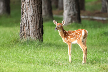 Side portraiture of a fawn in grass.
