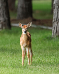 Fawn stands tall in green grass.