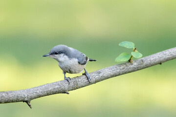 Pygmy nuthatch perched on a branch.