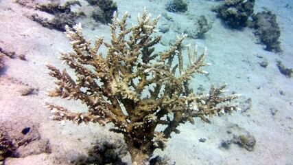 coral reef with fish
