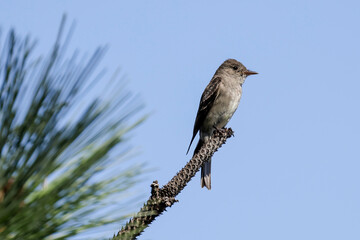 Sideview of a western wood-pewee.