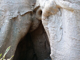 Trou de baobab