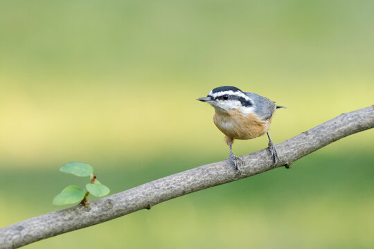 Cute Red Breasted Nuthatch.