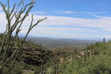 Ocotillo, Saguaro cacti and Tucson, down below. 