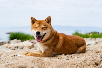 Happy red shiba inu dog is lying on the sand. Red-haired Japanese dog.