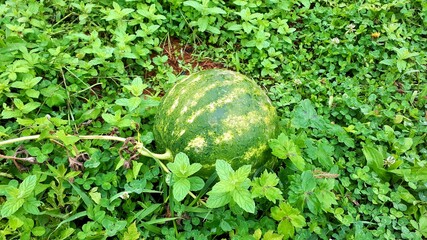 Watermelon growing in the grass in the garden, Bosnia and Herzegovina