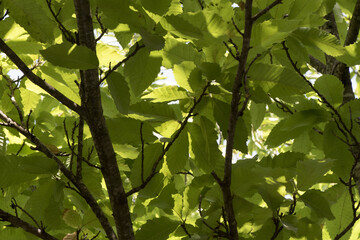 Castanea sativa green leaves of chestnut tree in late summer viewed from below with sky in the background