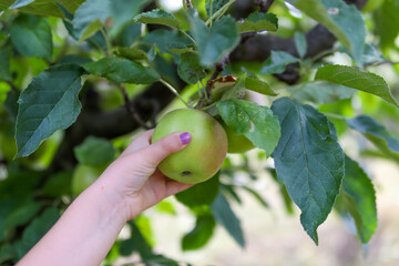 A small child hand picks an apple from a tree in the orchard. Close up, selective focus and copy space