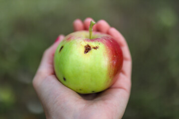 A female hand holds a damaged apple eaten by worms with a hole. Close up, selective focus and copy...