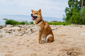 Happy red shiba inu dog is sitting on the sand. Red-haired Japanese dog smile portrait.