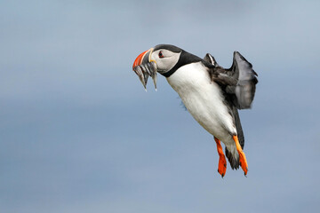 Puffin - Flight