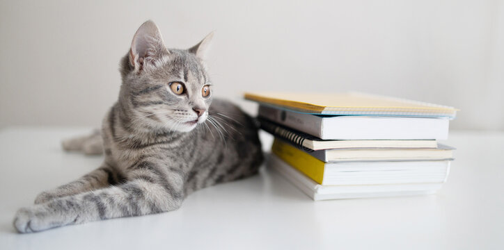 An adorable tabby kitten lies on a white table and rests. A stack of books on the table. Back to school and education concept.
