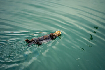 Sea Otter Floating on Water