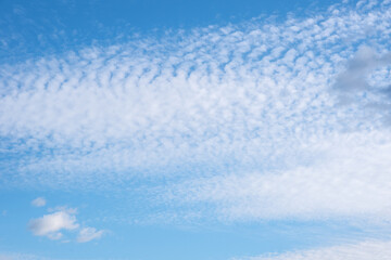 Obraz premium White feathery fluffy clouds on a blue sky, background and texture. Cirrus clouds in the blue sky,beautiful Cirrus uncinus in the blue summer sky