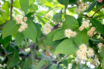 rose apple bud and leaves on a tree in a garden