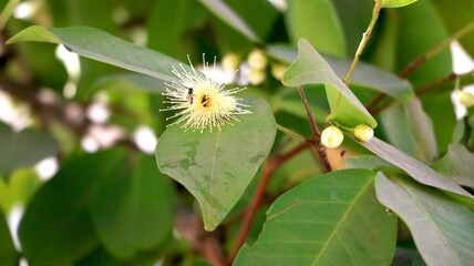 bee sitting on rose apple bud in garden