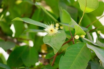Obraz premium bee sitting on rose apple bud in garden