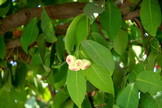 view of White Rose apple on tree