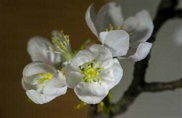 Fototapeta na wymiar Awakening of garden trees and flowers. The first spring flowers.