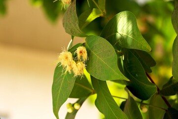 rose apple bud and leaves on a tree in a garden