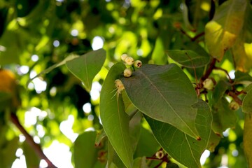 rose apple bud and leaves on a tree in a garden