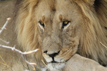 close up of a lion 