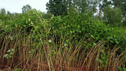 Knotweed Reynoutria dron aerial video shot Fallopia japonica Sakhalin Japanese, invasive and expansive species of dangerous plants leaf in river water stream creek shrub bushes, leaves and fruits