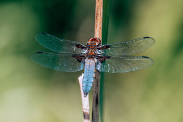 Dragonfly