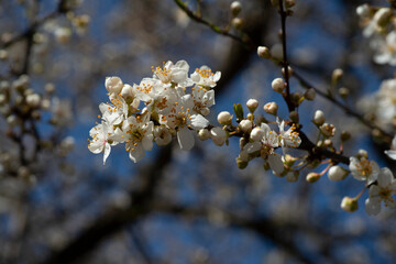 Beautiful flowering of garden trees. The first spring flowers.