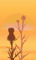 Silhouettes of thistle grass bushes on the background of sunset, sunset landscape