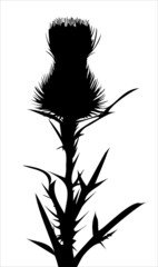 Silhouette of medicinal plant thistle flower on white background