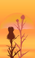 Silhouettes of thistle grass bushes on the background of sunset, sunset landscape