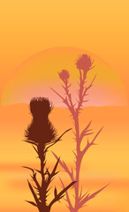 Naklejka premium Silhouettes of thistle grass bushes on the background of sunset, sunset landscape