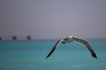 Fototapeta na wymiar Seagull on the background of the beautiful sea
