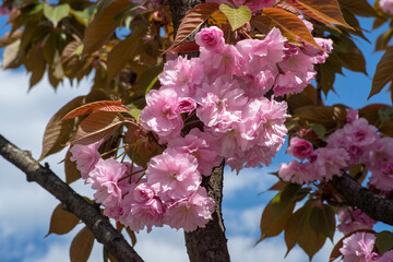 Іти на сторінку
|12Далі
Pink blossoms of Kanzan cherry tree on spring, Japanese cherry "Kanzan" with gentle pink flowers, Prunus serrulata "Kwanzan Cherry".