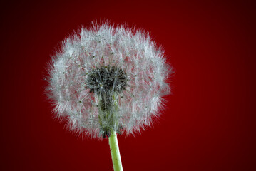 Close Up of dandelion with seeds.