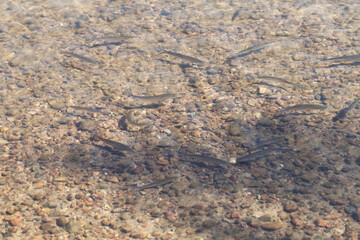 Flock of small fish in a shallow water, close up