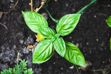 Green Basil plant close up photo