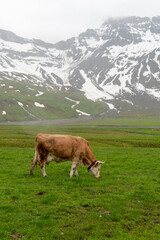 Simmentaler Kuh auf der Alpweide
