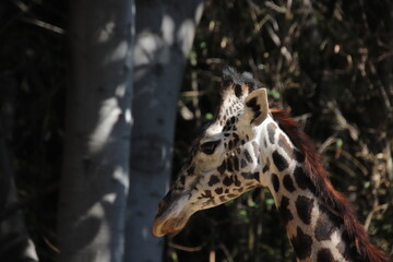 Close up of a giraffe's head with sad eyes