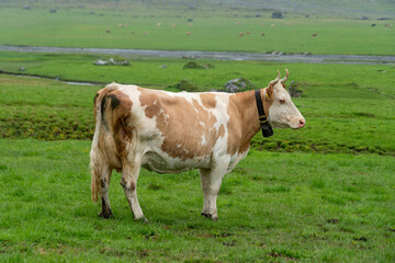 Simmentaler Kuh, seitlich, mit schönen Hörnern