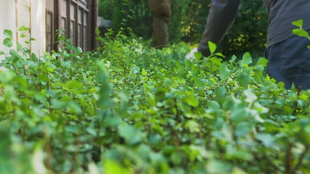 Landscape worker using a hedge trimmer to prune a spirea bushes. Slow-motion video of the work on cutting and decorating bushes.
