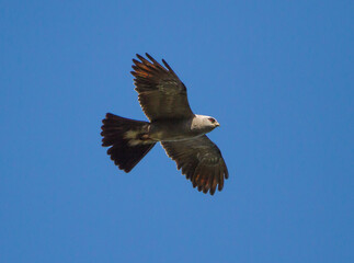 Mississippi Kite Raptor Soaring in Deep Blue Sky