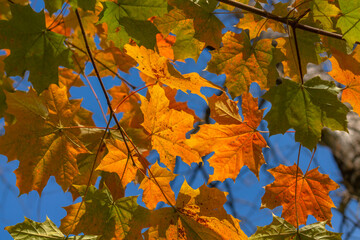 Colorful autumn maple leaves, bright blue sky. Vertical view up. Autumn background