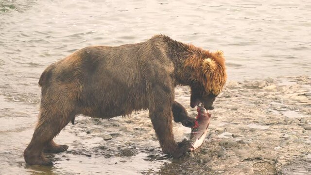 Grizzly Bear Catches Fresh Salmon and Consumes on the McNeil River Alaska 