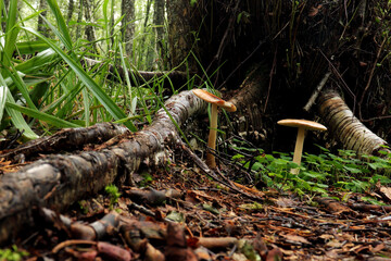 mushrooms in the forest