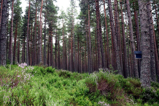 footpath in the forest