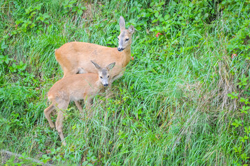 Young roe deer (Capreolus capreolus), known as the roe, western roe deer or European roe 
